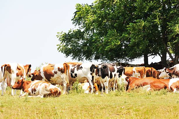 Zimba thieves return stolen livestock