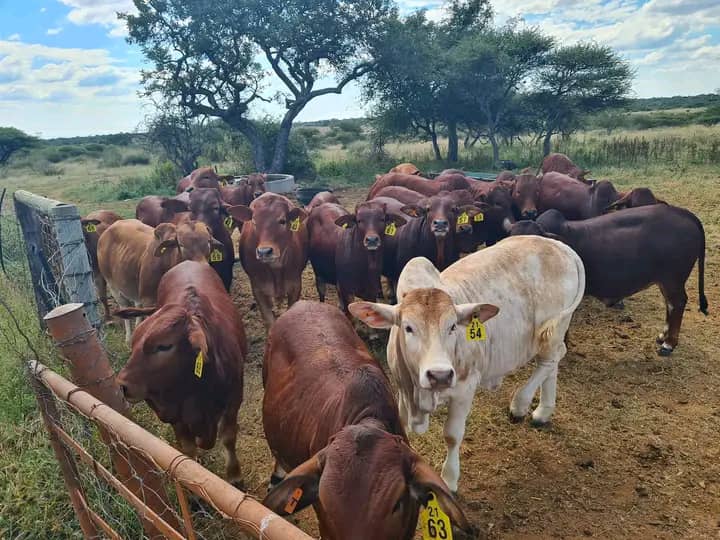 Farmer in disbelief after cattle thieves return his 35 stolen cattle