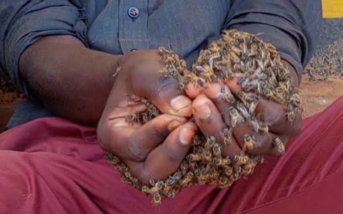 Lusaka city man chased by swarm of bees after trying to snatch Gucci handbag from woman walking near Cairo road