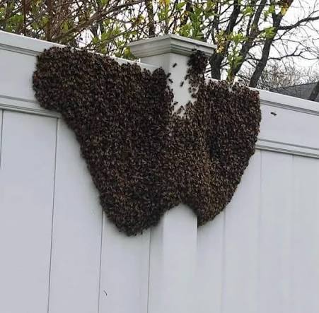 “I Will Never Steal Again From A Luapula Person”, Man Declares After Bees Surround His House