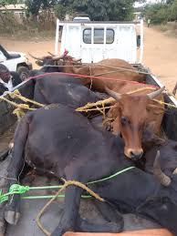 How We Found Our Lost Cows After a Week of Searching When All Hope Seemed Lost How We Found Our Lost Cows After a Week of Searching When All Hope Seemed Lost